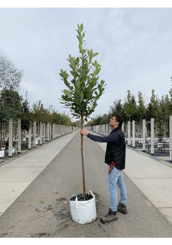 Rundblättriger Kirschlorbeer Baum 'Rotundifolia' | Prunus laurocerasus 'Rotundifolia' Rundblättriger Kirschlorbeer Baum 'Rotundifolia' | Prunus laurocerasus 'Rotundifolia'