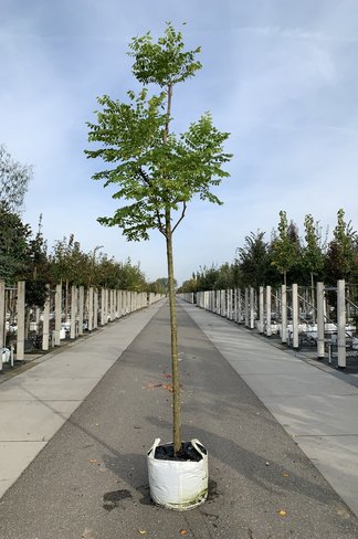 Geweihbaum  | Gymnocladus dioica Geweihbaum  | Gymnocladus dioica