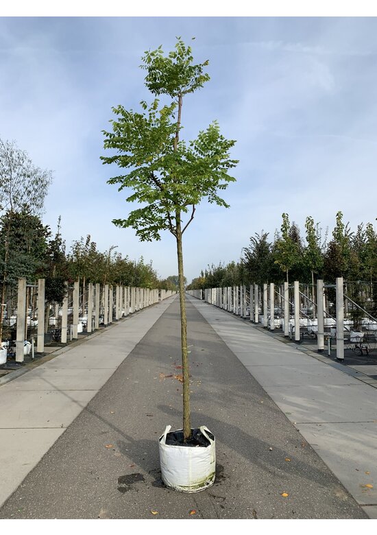 Geweihbaum | Gymnocladus dioica