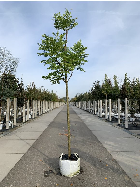 Geweihbaum - Kentucky Coffeetree | Gymnocladus dioica Geweihbaum - Kentucky Coffeetree | Gymnocladus dioica
