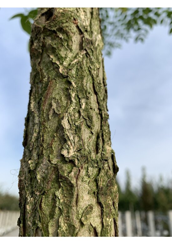 Geweihbaum | Gymnocladus dioica Geweihbaum | Gymnocladus dioica