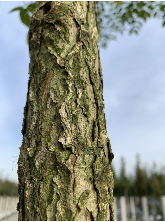 Geweihbaum - Kentucky Coffeetree | Gymnocladus dioica Geweihbaum - Kentucky Coffeetree | Gymnocladus dioica