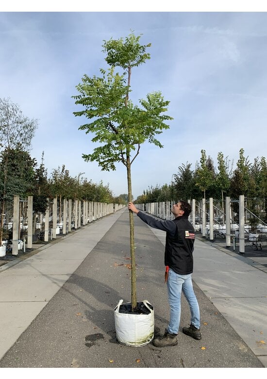 Geweihbaum | Gymnocladus dioica