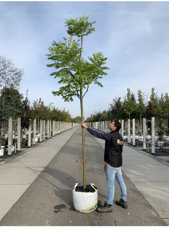 Geweihbaum - Kentucky Coffeetree | Gymnocladus dioica Geweihbaum - Kentucky Coffeetree | Gymnocladus dioica