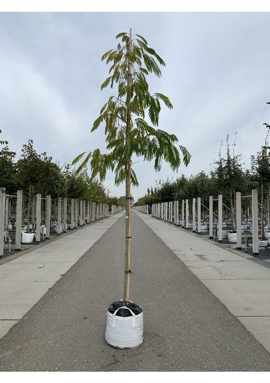 Seidenbaum - Schlafbaum  'Ombrella' | Albizia julibrissin 'Ombrella'