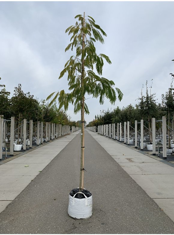 Seidenbaum - Schlafbaum - Seidenakazie 'Ombrella' | Albizia julibrissin 'Ombrella' Seidenbaum - Schlafbaum - Seidenakazie 'Ombrella' | Albizia julibrissin 'Ombrella'