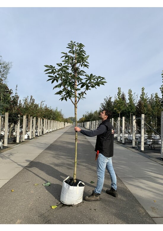 Indische Rosskastanie | Aesculus indica