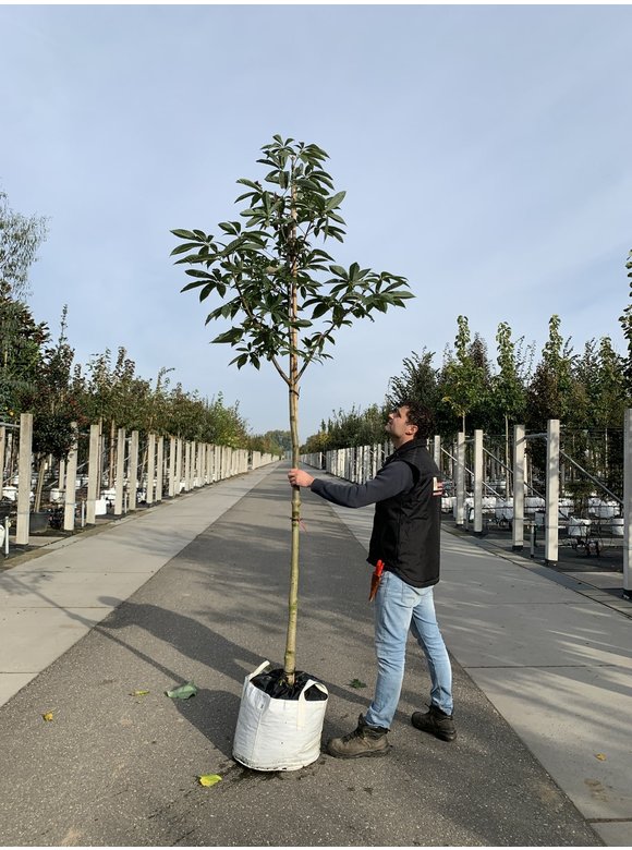 Indische Rosskastanie | Aesculus indica Indische Rosskastanie | Aesculus indica