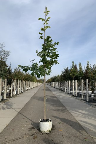 Schindelborkige Hickorynuss | Carya ovata Schindelborkige Hickorynuss | Carya ovata