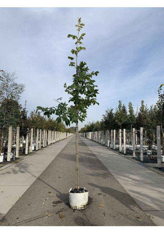 Schindelborkige Hickorynuss | Carya ovata