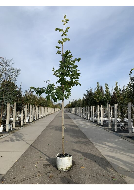 Schindelborkige Hickorynuss | Carya ovata