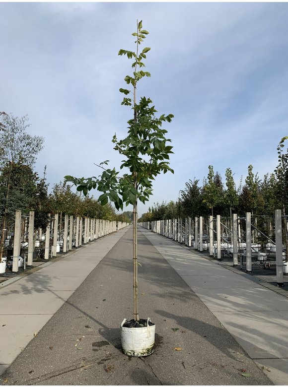 Schindelborkige Hickorynuss | Carya ovata Schindelborkige Hickorynuss | Carya ovata