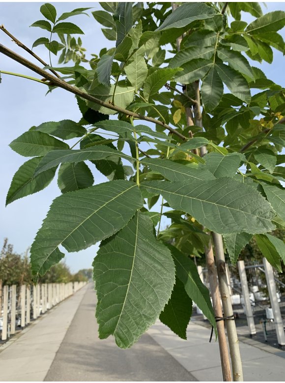 Schindelborkige Hickorynuss | Carya ovata Schindelborkige Hickorynuss | Carya ovata
