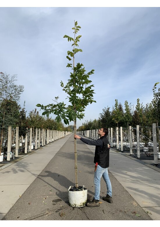 Schindelborkige Hickorynuss | Carya ovata