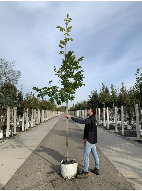 Schindelborkige Hickorynuss | Carya ovata Schindelborkige Hickorynuss | Carya ovata