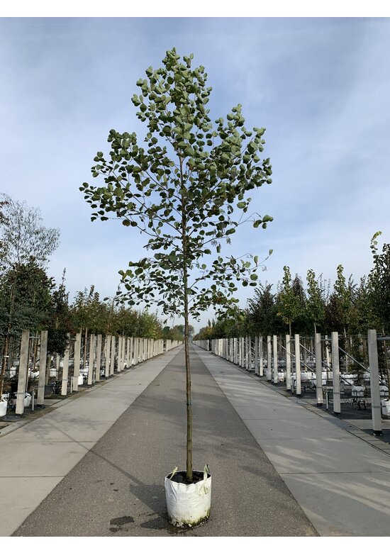 Schwarz-Erle | Alnus glutinosa