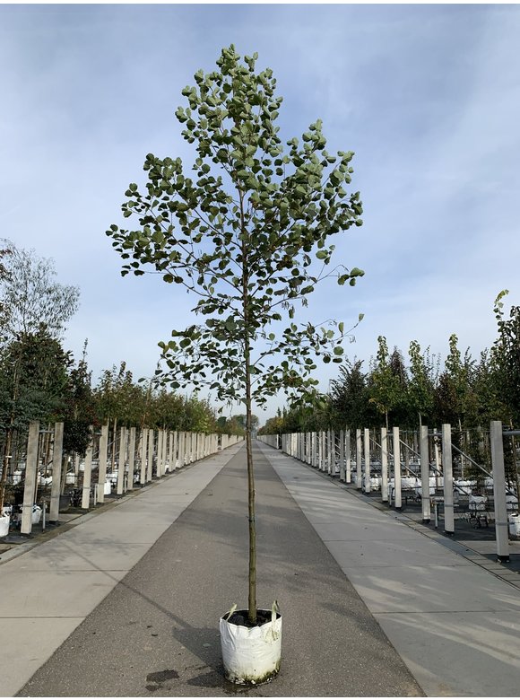 Schwarz-Erle - Rot-Erle | Alnus glutinosa Schwarz-Erle - Rot-Erle | Alnus glutinosa