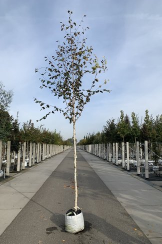 Himalayabirke - Weißrindige Himalaja-Birke 'Jacquemontii' | Betula utilis 'Jacquemontii' Himalayabirke - Weißrindige Himalaja-Birke 'Jacquemontii' | Betula utilis 'Jacquemontii'