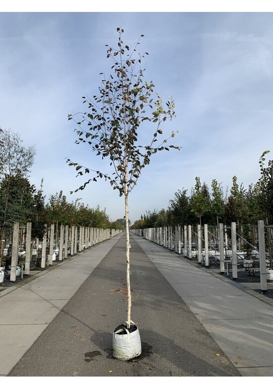 Himalayabirke - Weißrindige Himalaja-Birke 'Jacquemontii' | Betula utilis 'Jacquemontii'
