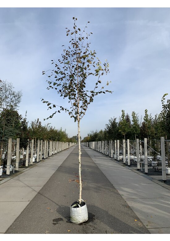 Himalayabirke - Weißrindige Himalaja-Birke 'Jacquemontii' | Betula utilis 'Jacquemontii'