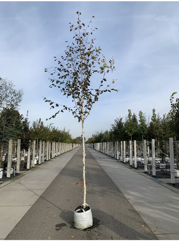 Himalayabirke - Weißrindige Himalaja-Birke 'Jacquemontii' | Betula utilis 'Jacquemontii' Himalayabirke - Weißrindige Himalaja-Birke 'Jacquemontii' | Betula utilis 'Jacquemontii'