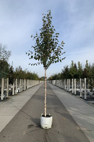 Kupfer-Birke 'Fascination' | Betula albosinensis 'Fascination'