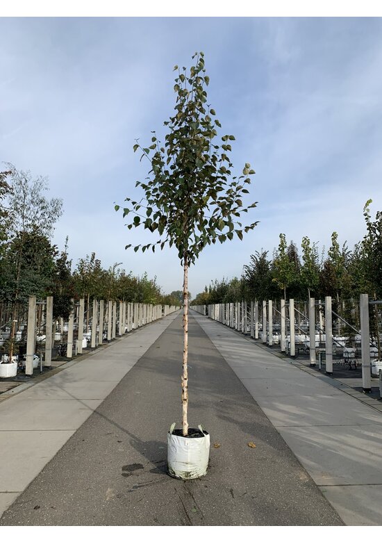 Kupfer-Birke 'Fascination' | Betula albosinensis 'Fascination'