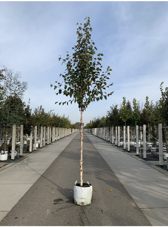 Kupfer-Birke 'Fascination' | Betula albosinensis 'Fascination' Kupfer-Birke 'Fascination' | Betula albosinensis 'Fascination'