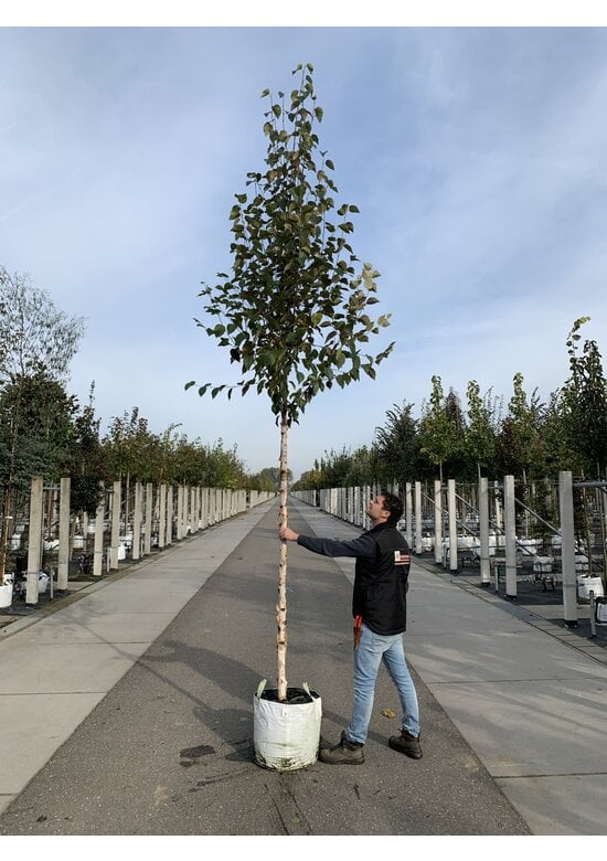 Kupfer-Birke 'Fascination' | Betula albosinensis 'Fascination'