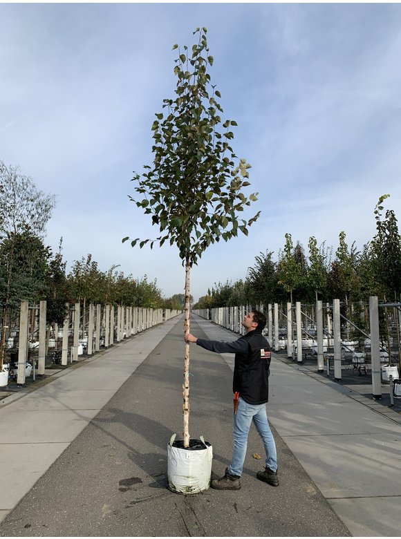 Kupfer-Birke 'Fascination' | Betula albosinensis 'Fascination' Kupfer-Birke 'Fascination' | Betula albosinensis 'Fascination'