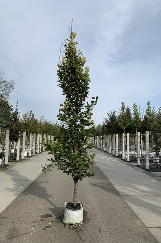 Orient-Buche 'Iskander' | Fagus orientalis 'Iskander'