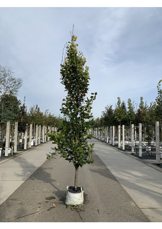 Orient-Buche 'Iskander' | Fagus orientalis 'Iskander'