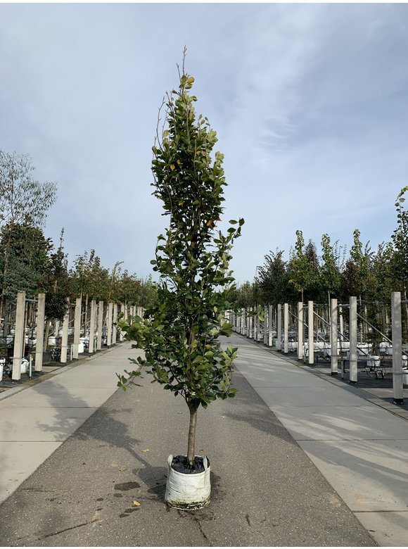 Orient-Buche 'Iskander' | Fagus orientalis 'Iskander' Orient-Buche 'Iskander' | Fagus orientalis 'Iskander'