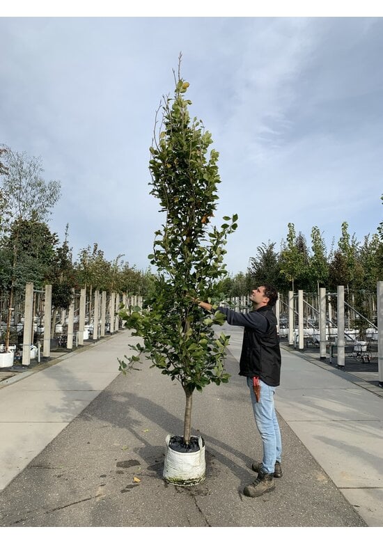 Orient-Buche 'Iskander' | Fagus orientalis 'Iskander'