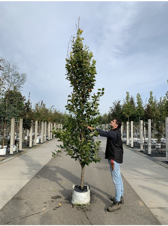 Orient-Buche 'Iskander' | Fagus orientalis 'Iskander' Orient-Buche 'Iskander' | Fagus orientalis 'Iskander'