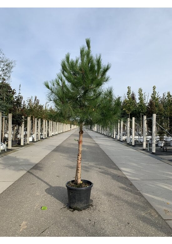 Schirmpinie | Pinus pinea