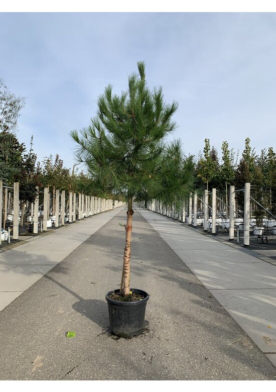 Schirm-Pinie - Mittelmeer-Kiefer | Pinus pinea