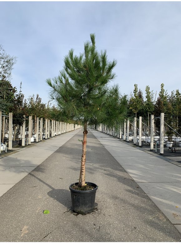 Schirm-Pinie - Mittelmeer-Kiefer | Pinus pinea Schirm-Pinie - Mittelmeer-Kiefer | Pinus pinea