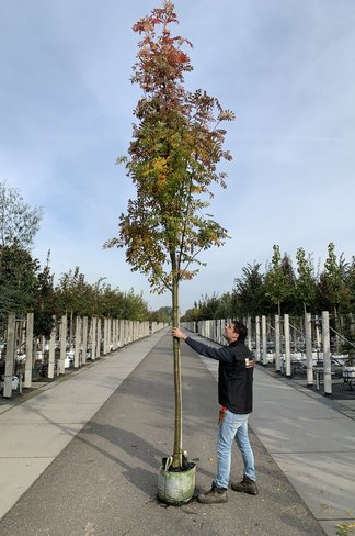 Gelbe Eberesche 'Golden Wonder' | Sorbus arnoldiana 'Golden Wonder' Gelbe Eberesche 'Golden Wonder' | Sorbus arnoldiana 'Golden Wonder'
