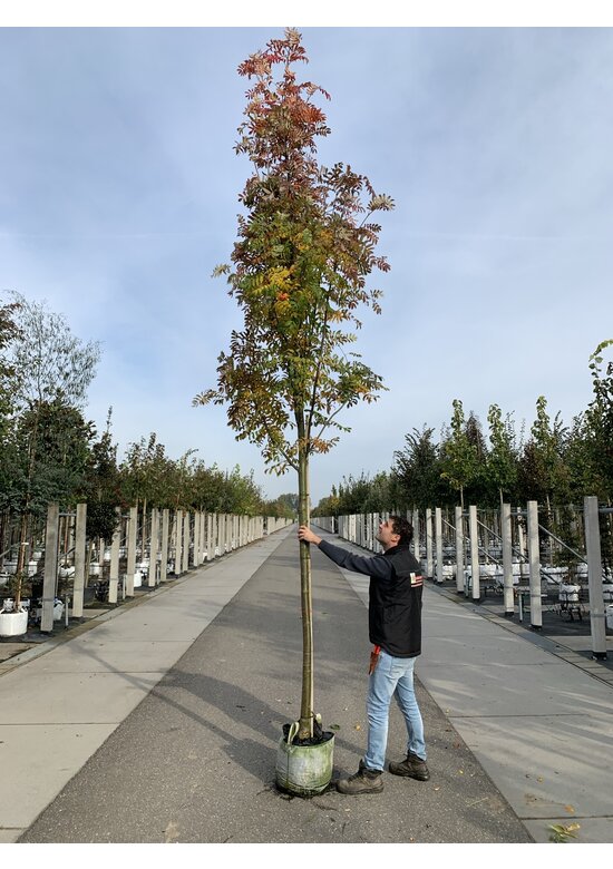 Gelbe Eberesche 'Golden Wonder' | Sorbus arnoldiana 'Golden Wonder' Gelbe Eberesche 'Golden Wonder' | Sorbus arnoldiana 'Golden Wonder'