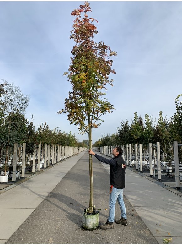 Gelbe Eberesche 'Golden Wonder' | Sorbus arnoldiana 'Golden Wonder' Gelbe Eberesche 'Golden Wonder' | Sorbus arnoldiana 'Golden Wonder'