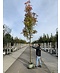 Venovi GmbH Gelbe Eberesche 'Golden Wonder' | Sorbus arnoldiana 'Golden Wonder'