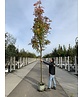 Gelbe Eberesche 'Golden Wonder' | Sorbus arnoldiana 'Golden Wonder'