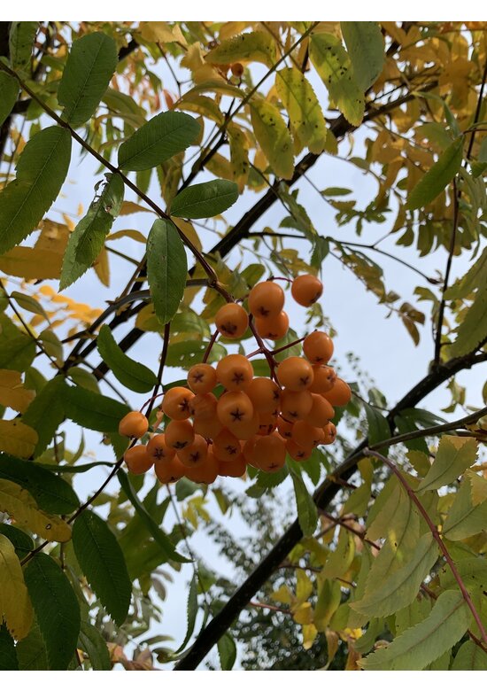 Gelbe Eberesche 'Golden Wonder' | Sorbus arnoldiana 'Golden Wonder'