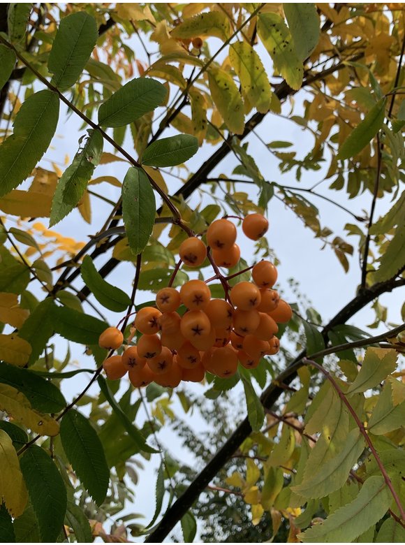 Gelbe Eberesche 'Golden Wonder' | Sorbus arnoldiana 'Golden Wonder' Gelbe Eberesche 'Golden Wonder' | Sorbus arnoldiana 'Golden Wonder'