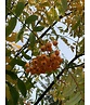 Gelbe Eberesche 'Golden Wonder' | Sorbus arnoldiana 'Golden Wonder' Gelbe Eberesche 'Golden Wonder' | Sorbus arnoldiana 'Golden Wonder'