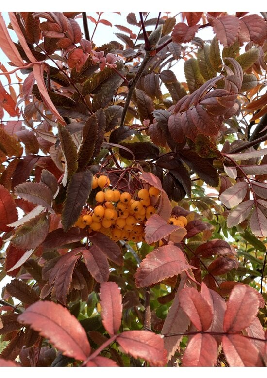 Gelbe Eberesche 'Golden Wonder' | Sorbus arnoldiana 'Golden Wonder'
