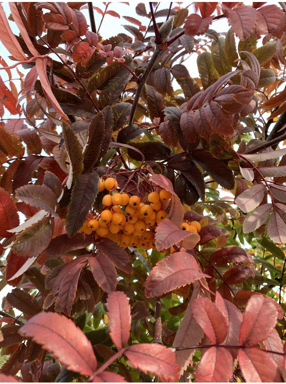 Gelbe Eberesche 'Golden Wonder' | Sorbus arnoldiana 'Golden Wonder' Gelbe Eberesche 'Golden Wonder' | Sorbus arnoldiana 'Golden Wonder'