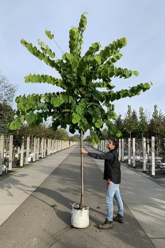 Kanadischer Judasbaum 'Royal White' | Cercis canadensis 'Royal White'