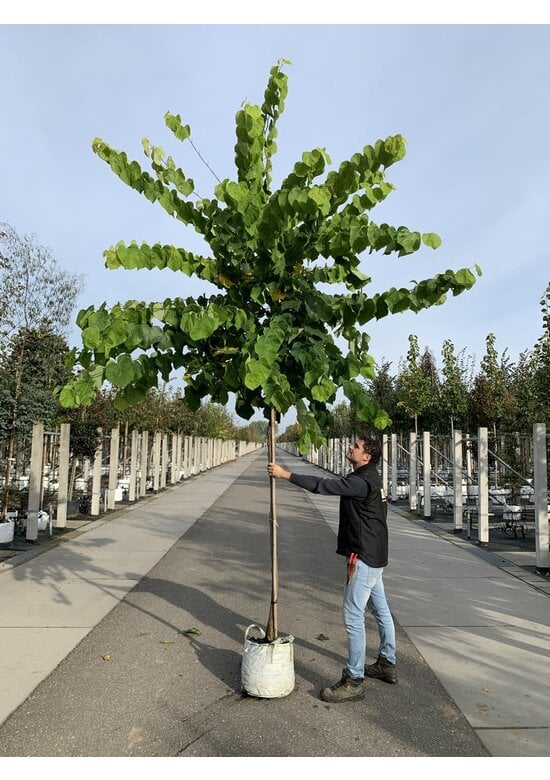 Kanadischer Judasbaum 'Royal White' | Cercis canadensis 'Royal White'